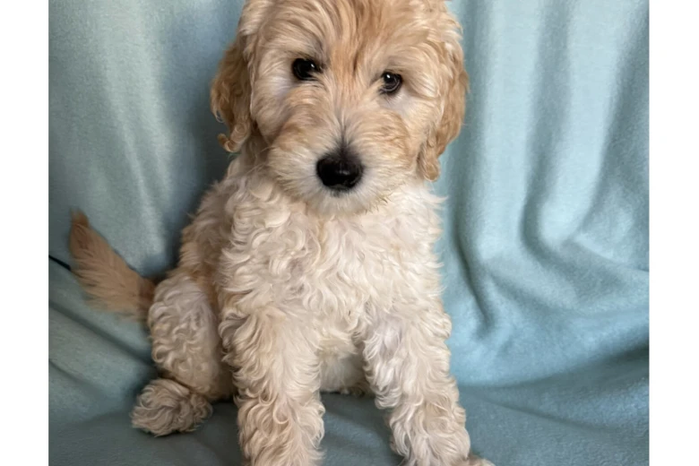 Labradoodle
