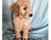 Labradoodle