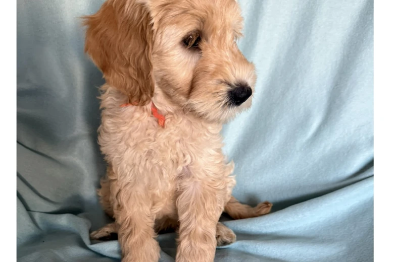 Labradoodle