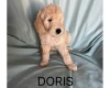 Labradoodle