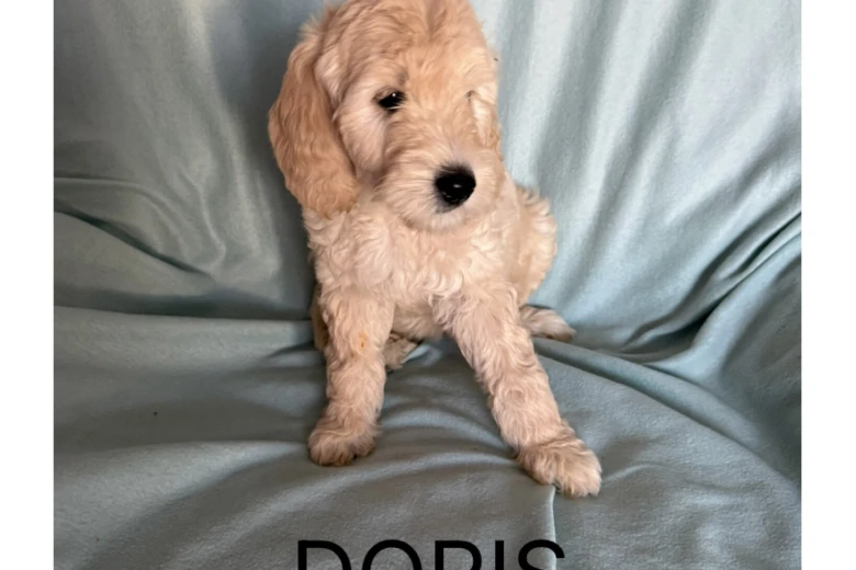Labradoodle
