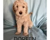 Labradoodle