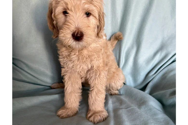 Labradoodle
