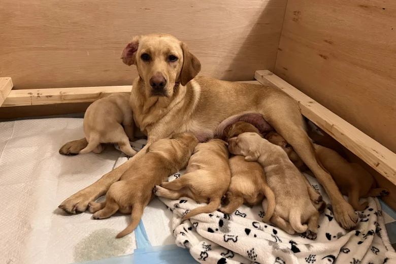 Labrador Retriever