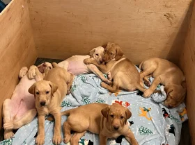 Labrador Retriever