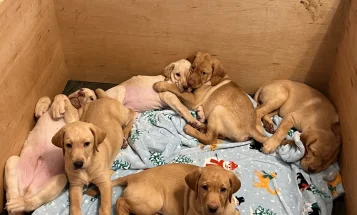 Labrador Retriever