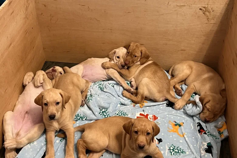 Labrador Retriever