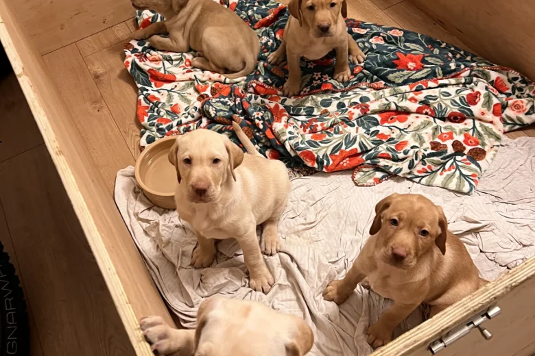 Labrador Retriever