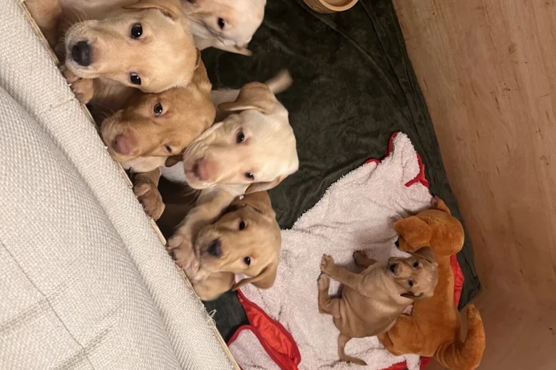 Labrador Retriever