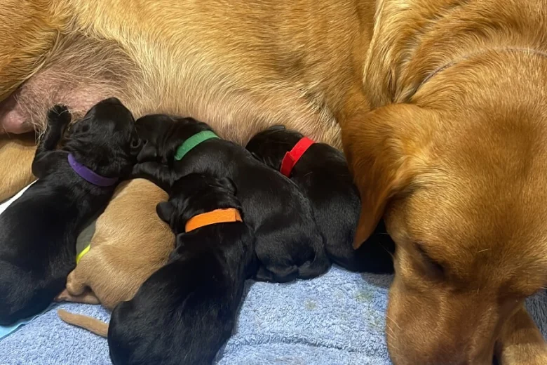 Labrador Retriever
