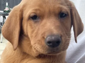 Labrador Retriever