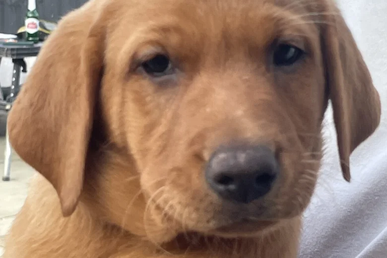 Labrador Retriever