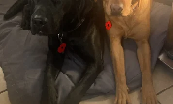 Labrador Retriever