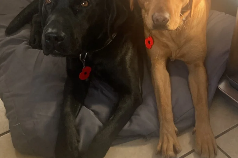Labrador Retriever