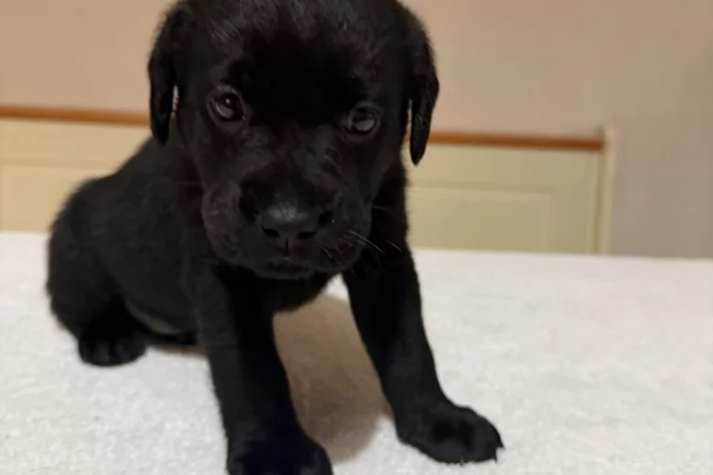 Labrador Retriever