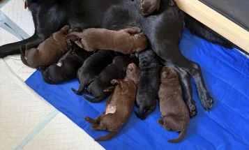 Labrador Retriever