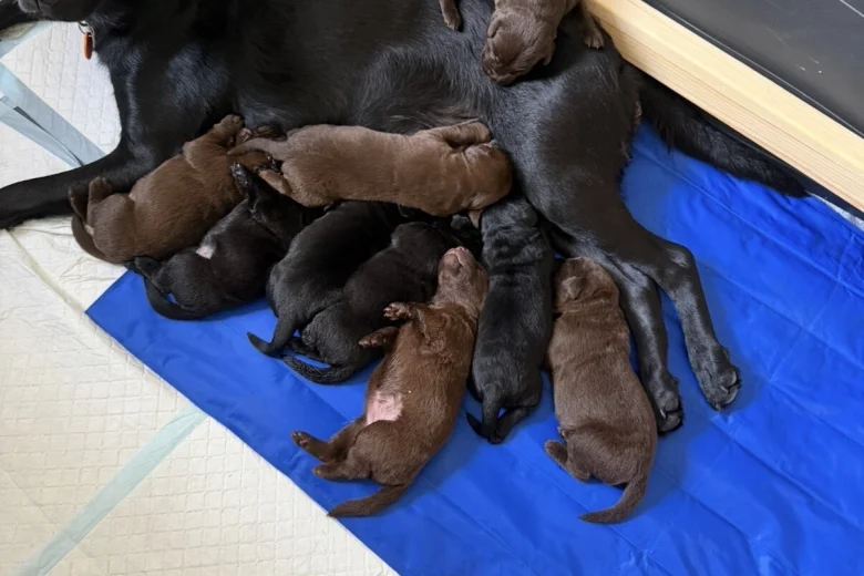 Labrador Retriever