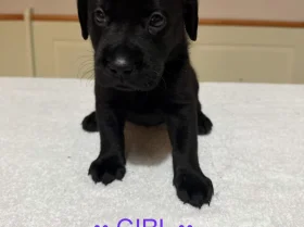 Labrador Retriever
