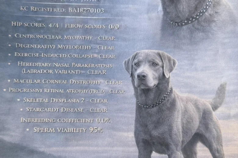 Labrador Retriever