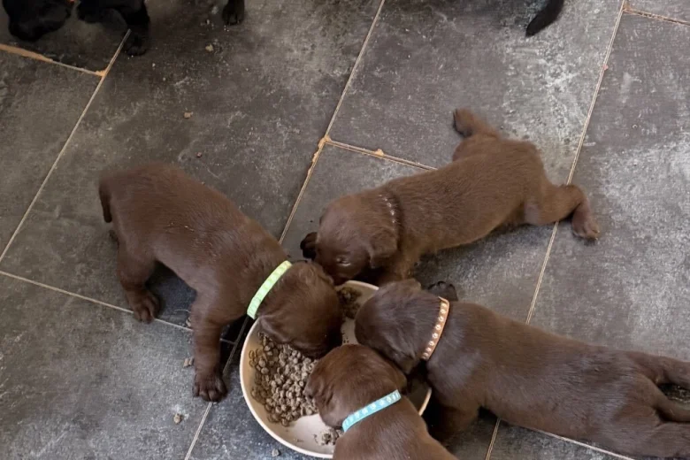 Labrador Retriever