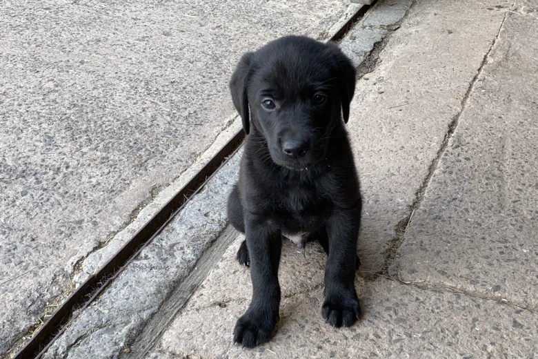 Labrador Retriever