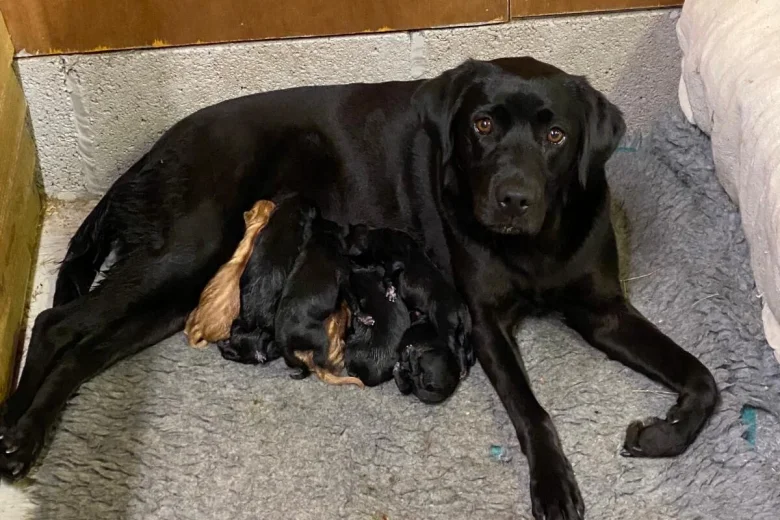Labrador Retriever
