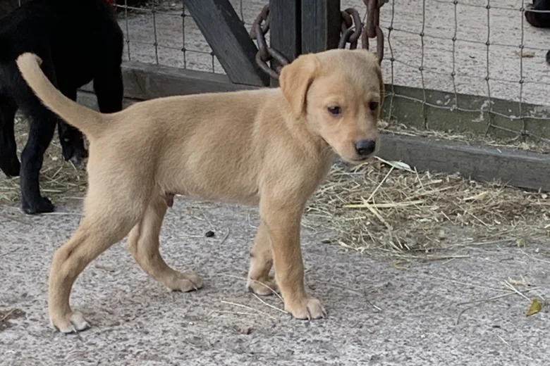 Labrador Retriever