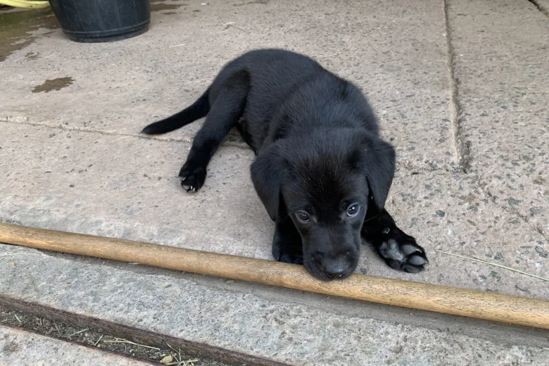 Labrador Retriever