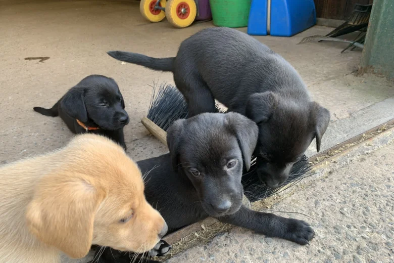 Labrador Retriever