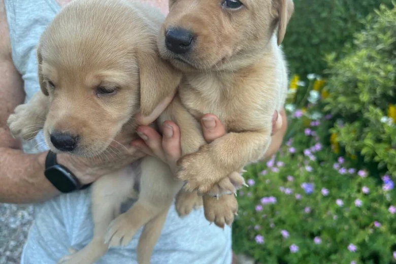 Labrador Retriever