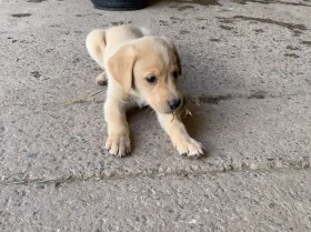 Labrador Retriever