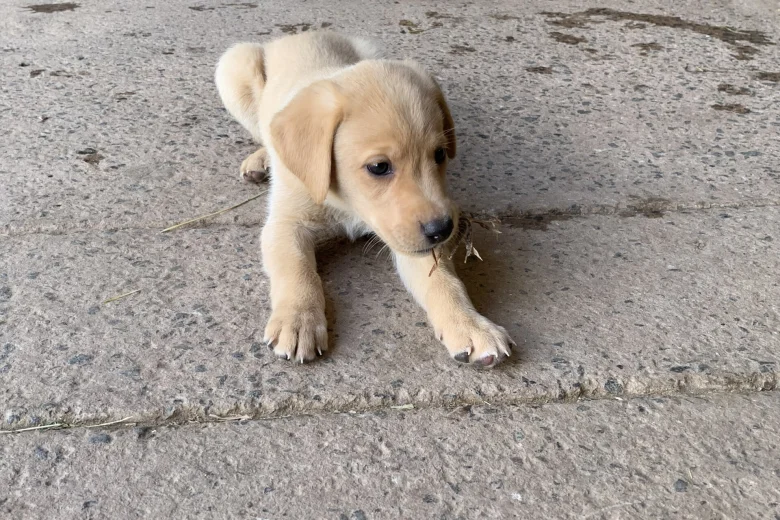Labrador Retriever