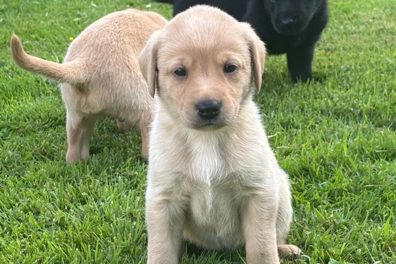 Labrador Retriever