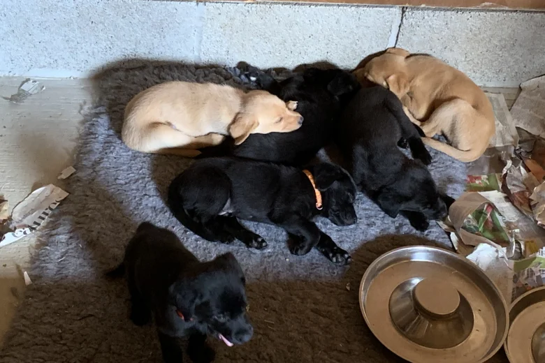 Labrador Retriever