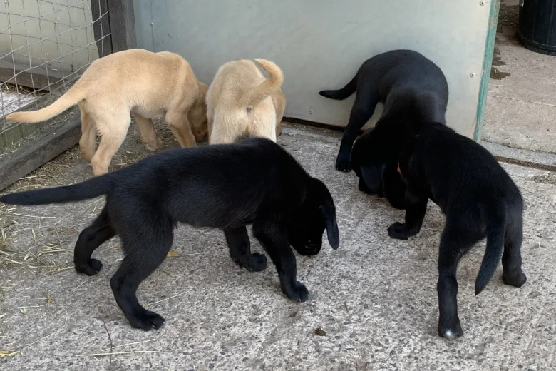 Labrador Retriever