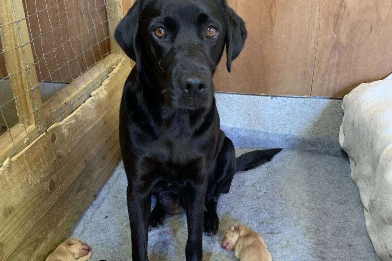 Labrador Retriever