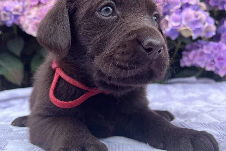 Labrador Retriever
