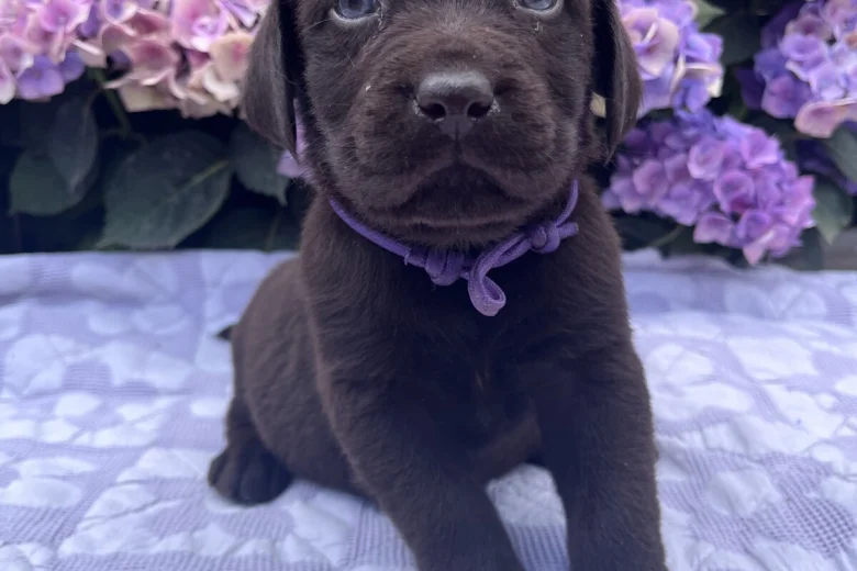 Labrador Retriever