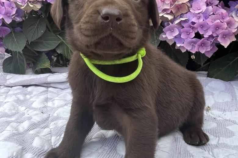 Labrador Retriever