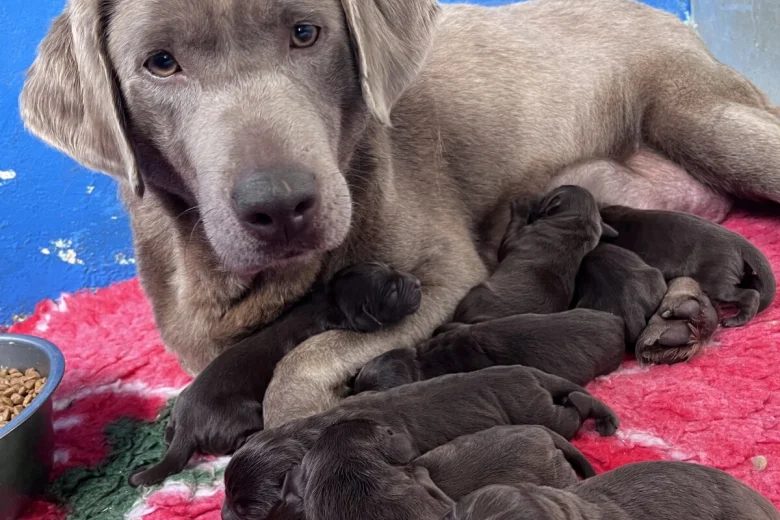 Labrador Retriever