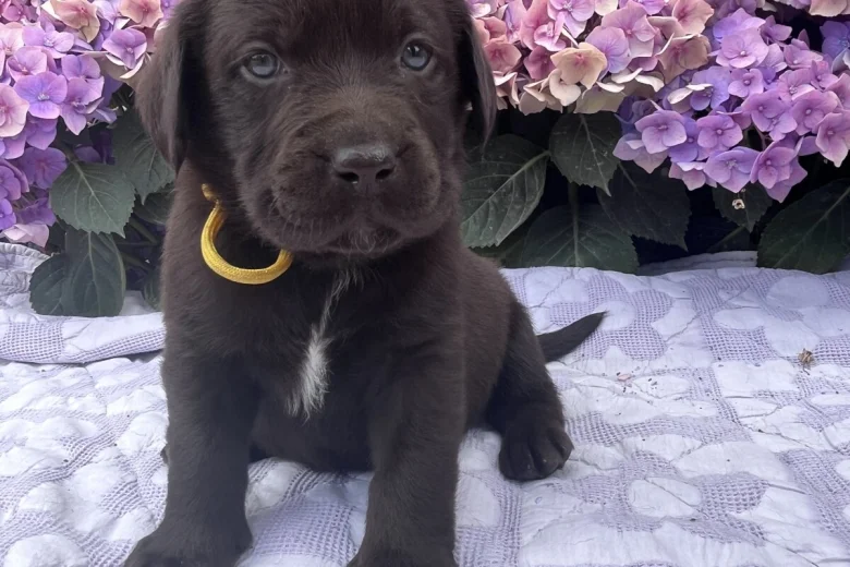Labrador Retriever