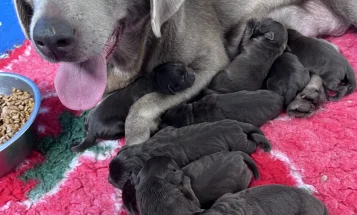 Labrador Retriever