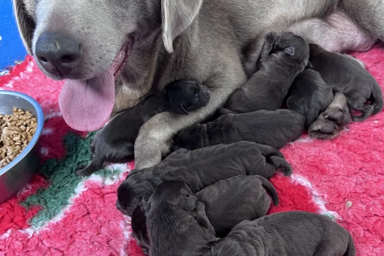 Labrador Retriever