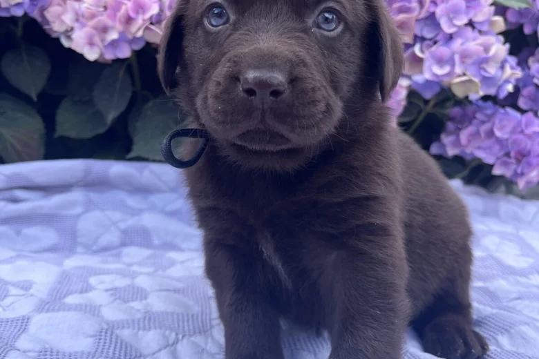 Labrador Retriever