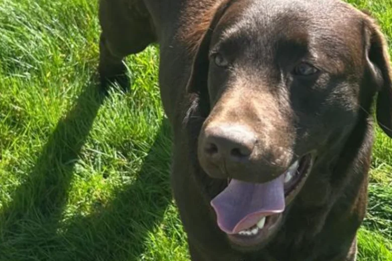 Labrador Retriever