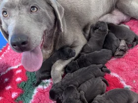 Labrador Retriever