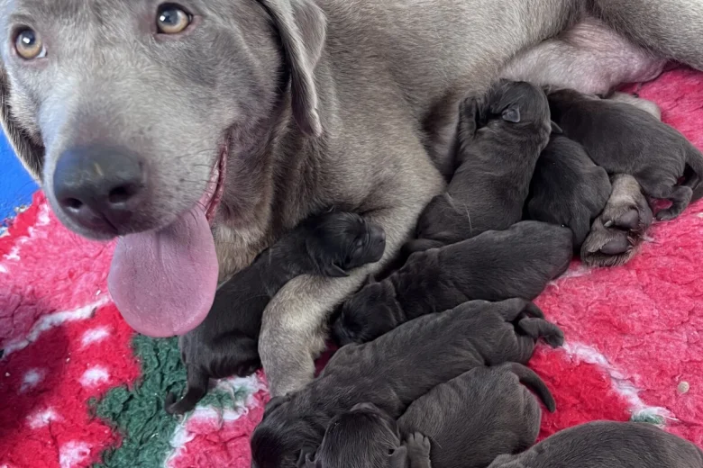 Labrador Retriever