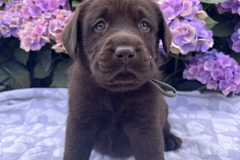Labrador Retriever