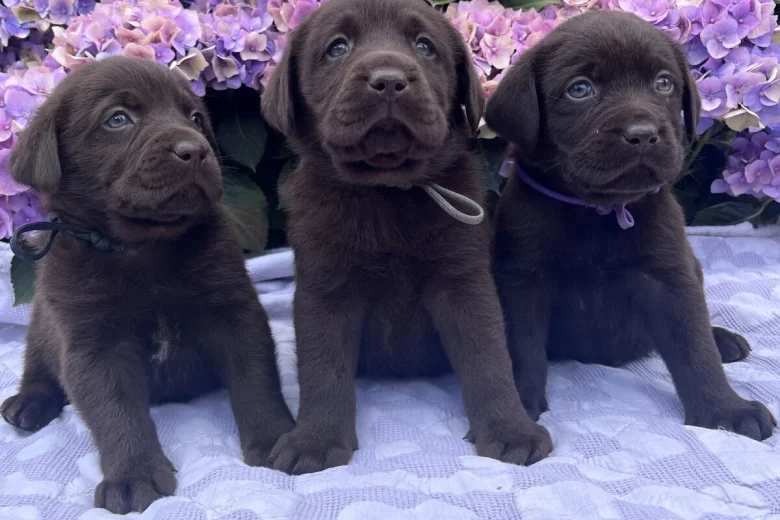 Labrador Retriever