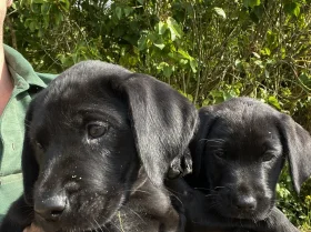 Labrador Retriever